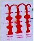 berat41XIV2.jpg